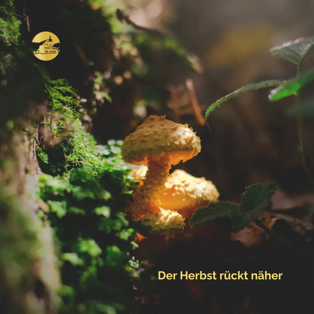 Ein Pilz mitten im Wald wird von einigen Sonnenstrahlen angestrahlt. Oben rechts befindet sich ein goldenes Logo vom Hotel Haus Delecke. Im rechten unteren Rand steht "Der Herbst rückt näher"